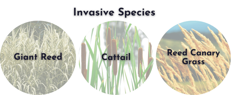 Pond Invasive Species