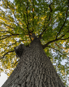 Oak Tree